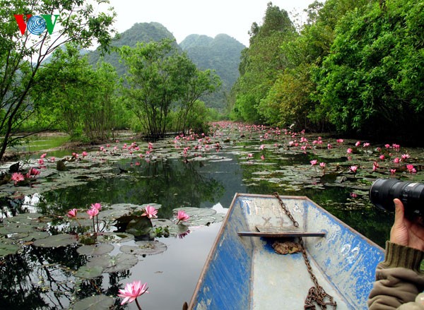 Water Lilies blossoming  - ảnh 9